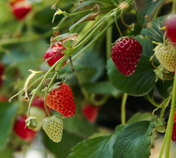 Strawberries