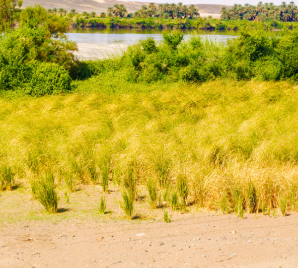 Sudan Grass